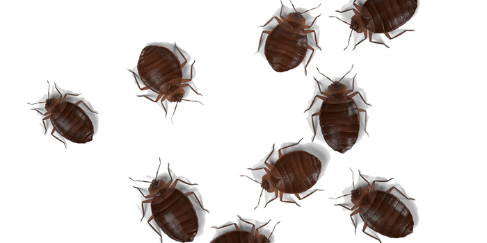 Exterminator In Long Island NY Nassau Suffolk County Bedbugs Bed Bugs