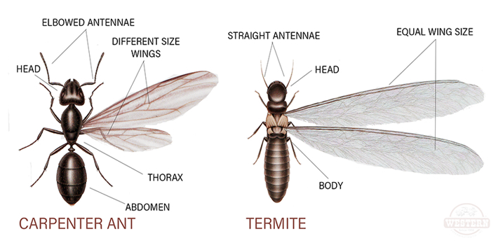 Exterminator In Long Island NY Nassau Suffolk County Termites